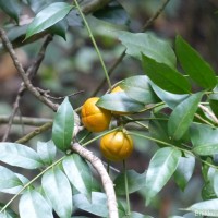 Dysoxylum gotadhora (Buch.-Ham.) Mabb.